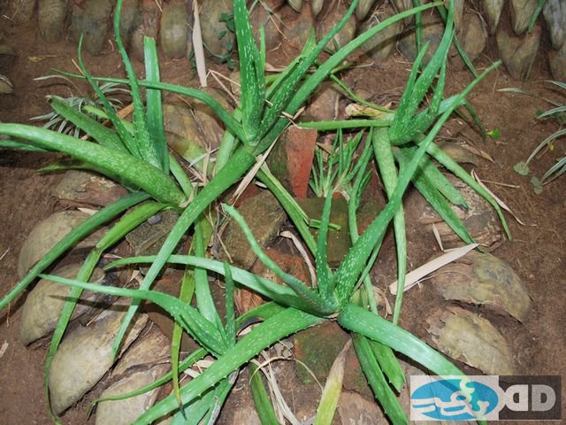 our-plantations_00010.jpg